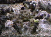 decoratorcrab.jpg
