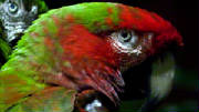 macaws.jpg