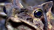 toadcloseup.jpg